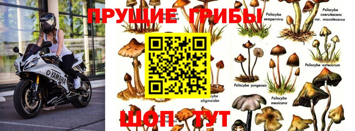 Псилоцибиновые грибы мицелий Ногинск